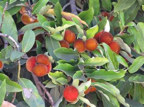 Diospyros blancoi .
